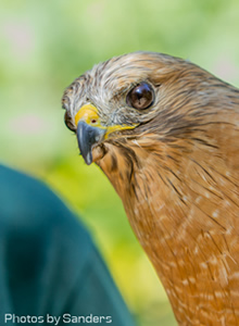 Red-shouldered Hawk