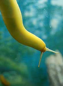invertebrates-thumb